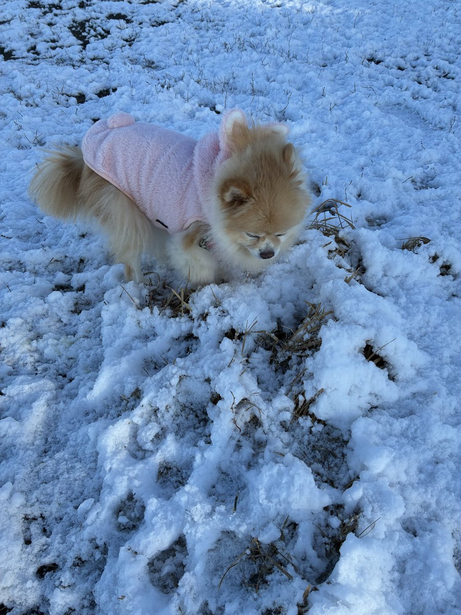 B4FdHWv4G5k0PlG's tweet photo. 雪のクン活❄️☘❄️
初体験わん🐶❣️
#ポメラニアン https://t.co/XYDGYT3dYS