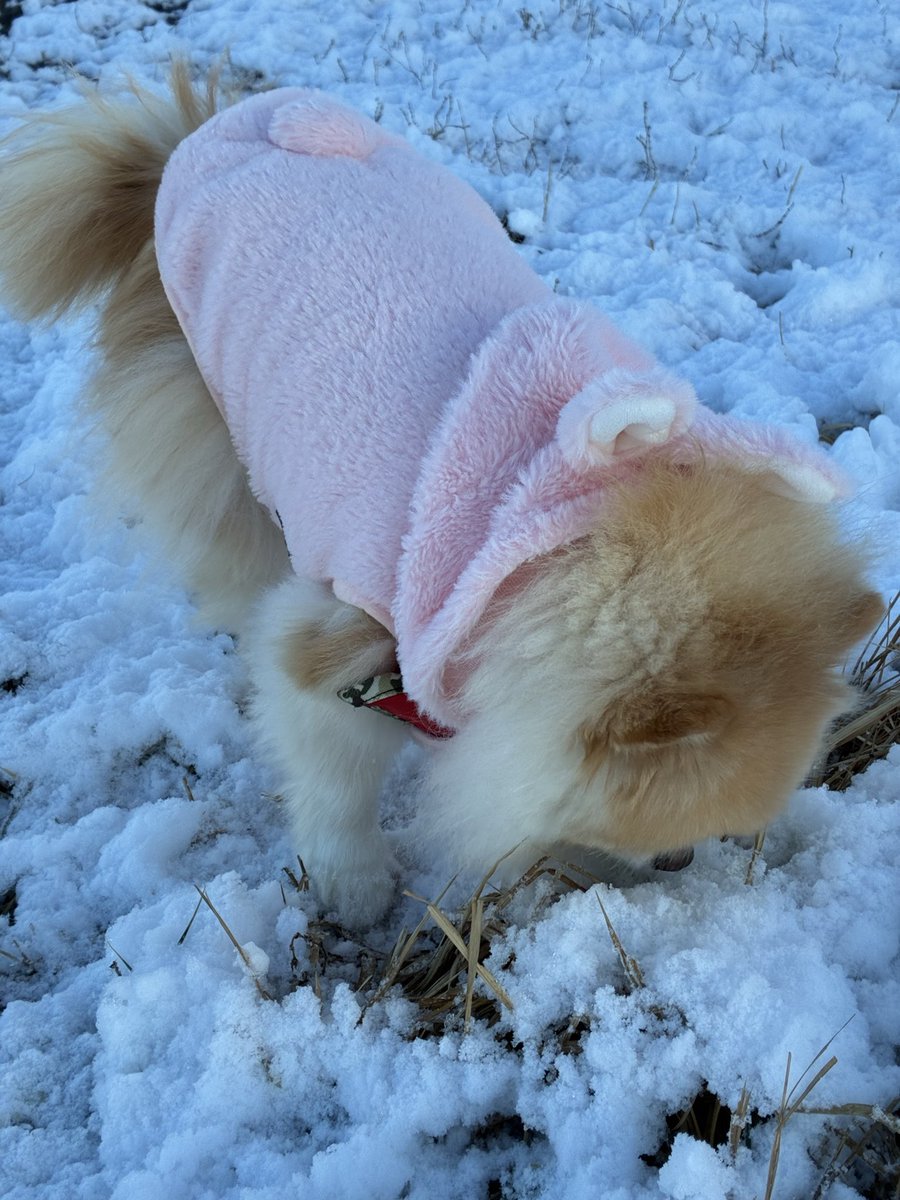 B4FdHWv4G5k0PlG's tweet photo. 雪のクン活❄️☘❄️
初体験わん🐶❣️
#ポメラニアン https://t.co/XYDGYT3dYS