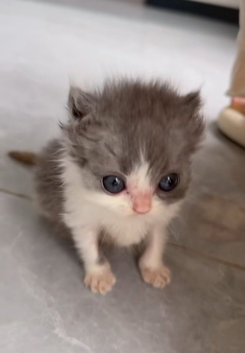 TheeMotherMaw's tweet image. How do vtubers plan rebrandings and debuts bro 💀 

This is my second time doing my this and I feel like I know nothing 😭😭 god give me a manager rq