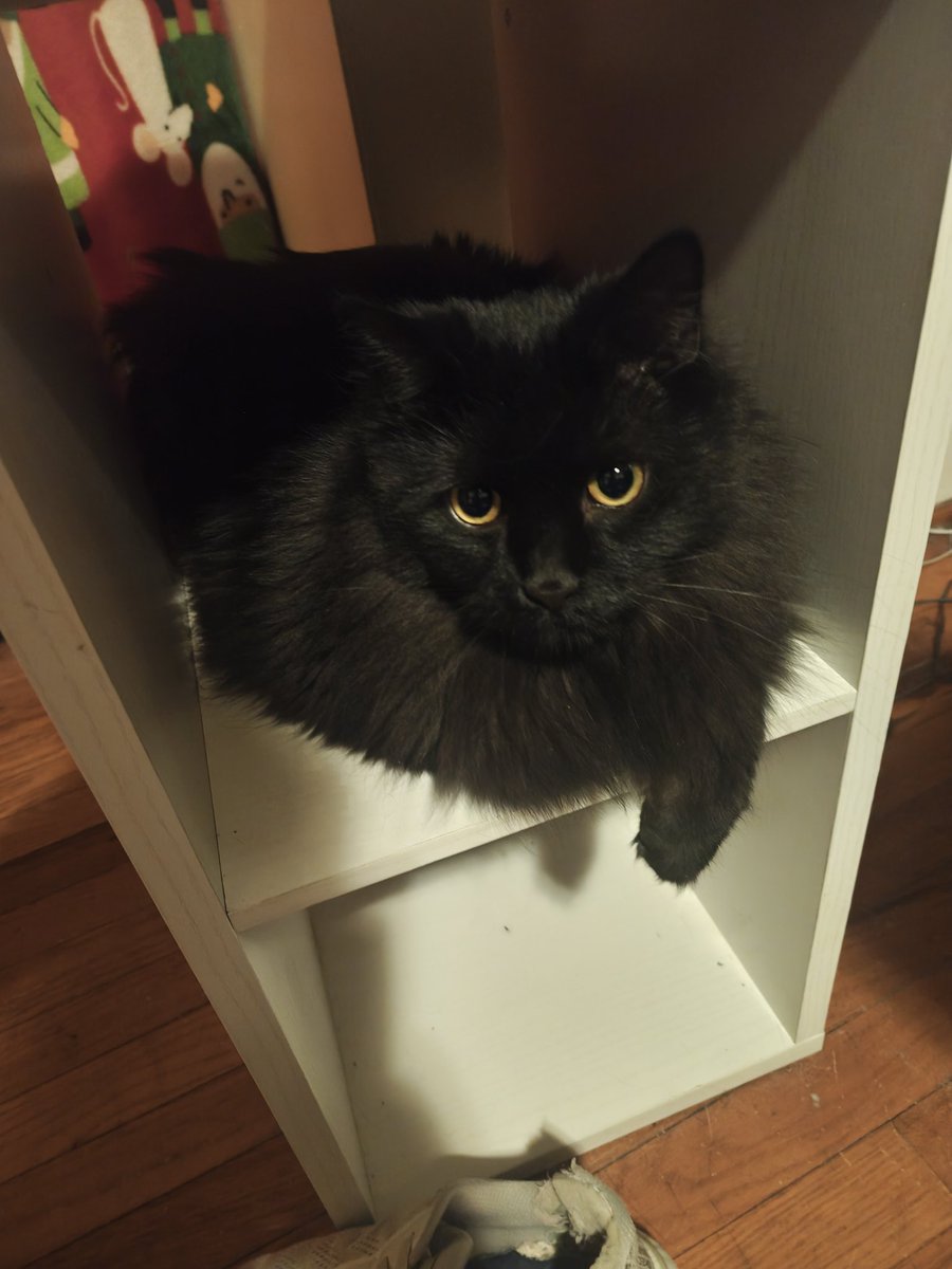 Man I missed having cats