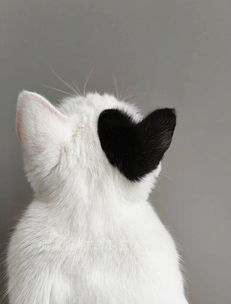 TheCatsX's tweet image. It's a loving cat.