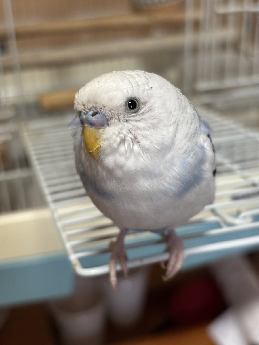 お久しぶりです

凛母はメニエール病になってしまい、ダウンしてます

余り、遊んであげれなくて、ごめんね😢

凛は、元気です🕊  ͗ ͗𓂃🤍