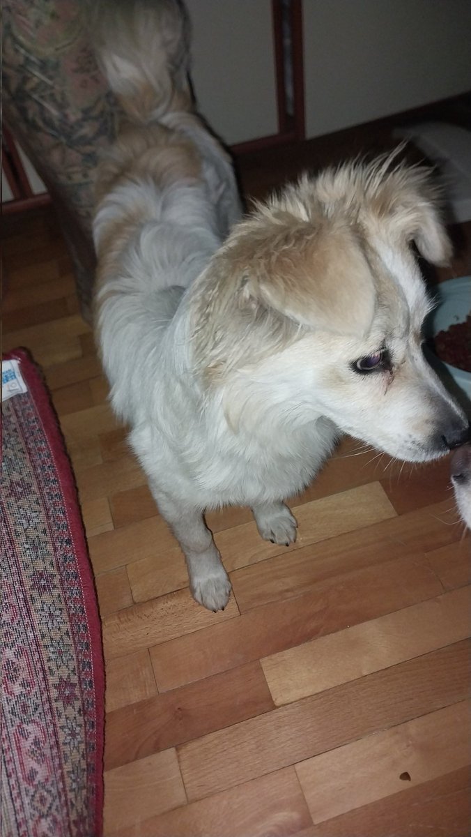 Islanmış soğukta üşümüş e-5 yol kenarinda buldum onu yikamadim hasta olur diye bekli biraz pis ama bu cani sahiplenmek isteyen olur mu ona sıcak bir olmak isteyen düzce de kendisi.. kurtaralim bu cani sokakta yasayamaz ölür.. #düzce #SokakHayvanlarıSahipsizDeğil