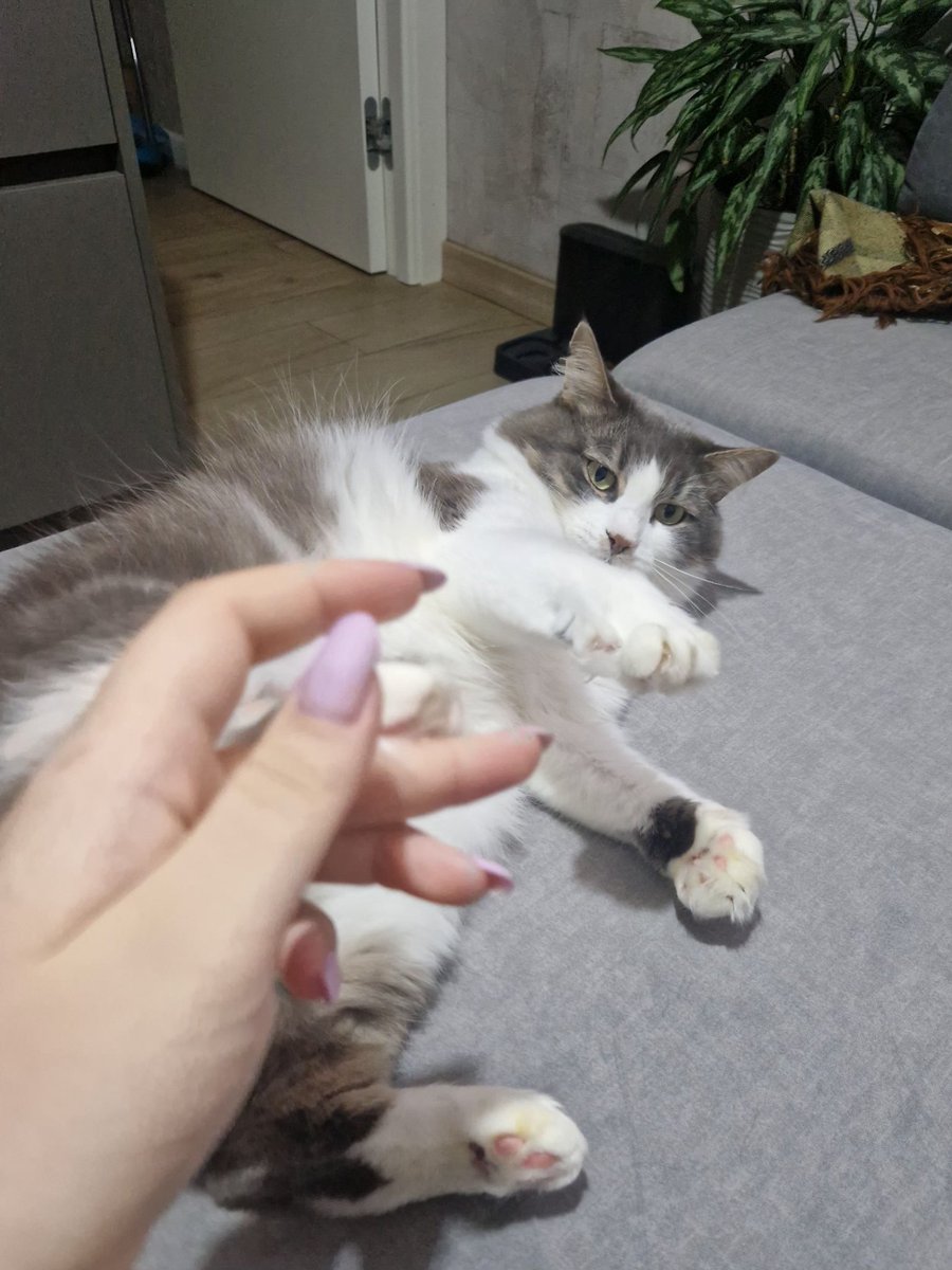 f_ing_nest's tweet photo. @Sona52098743 Боротьба за місце на дивані https://t.co/9kuw96jRkO