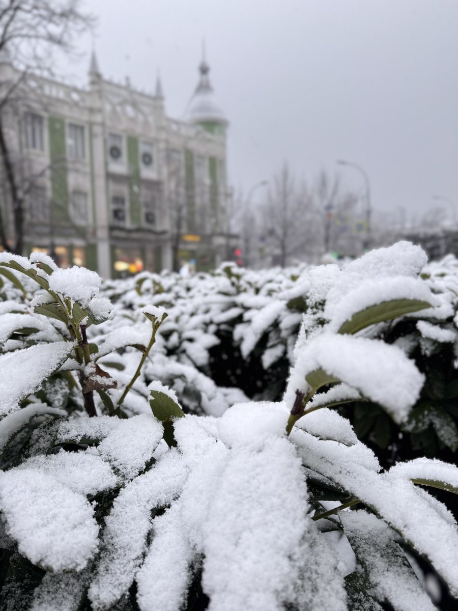 ElenaVKarpenko1's tweet image. Краснодарчик белеющий