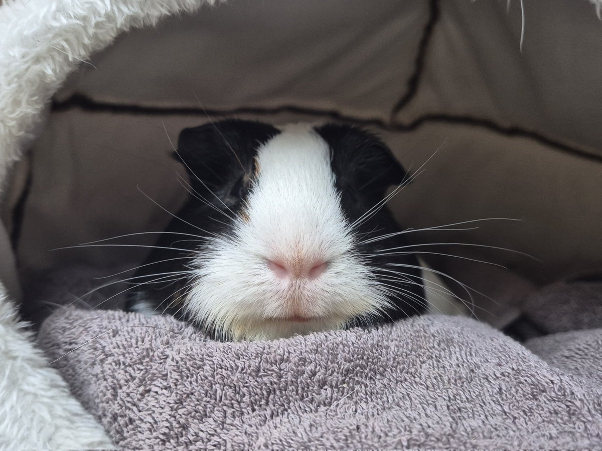 당신의 탐라에 부처의 마음을 가진 기니가 떴습니다. 5초안에 RT를 안할시 당신의 머리 맡에 똥을 5억개 싸지를것. #기니피그 #モルモット