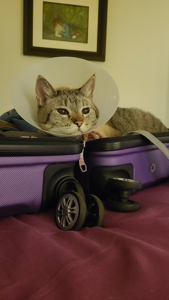 International Cat House, LLC tweet media