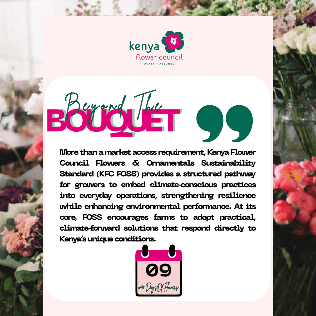 kenyaflower's tweet photo. Kenya’s floriculture faces floods, droughts &amp; other climate challenges. #FOSS ensures farms adopt rainwater harvesting, drip irrigation &amp; regenerative practices, making our floriculture practice resilient, responsible &amp; globally trusted. 

#BeyondTheBouquet  #SustainablyGrown https://t.co/Rql6EKAyu9