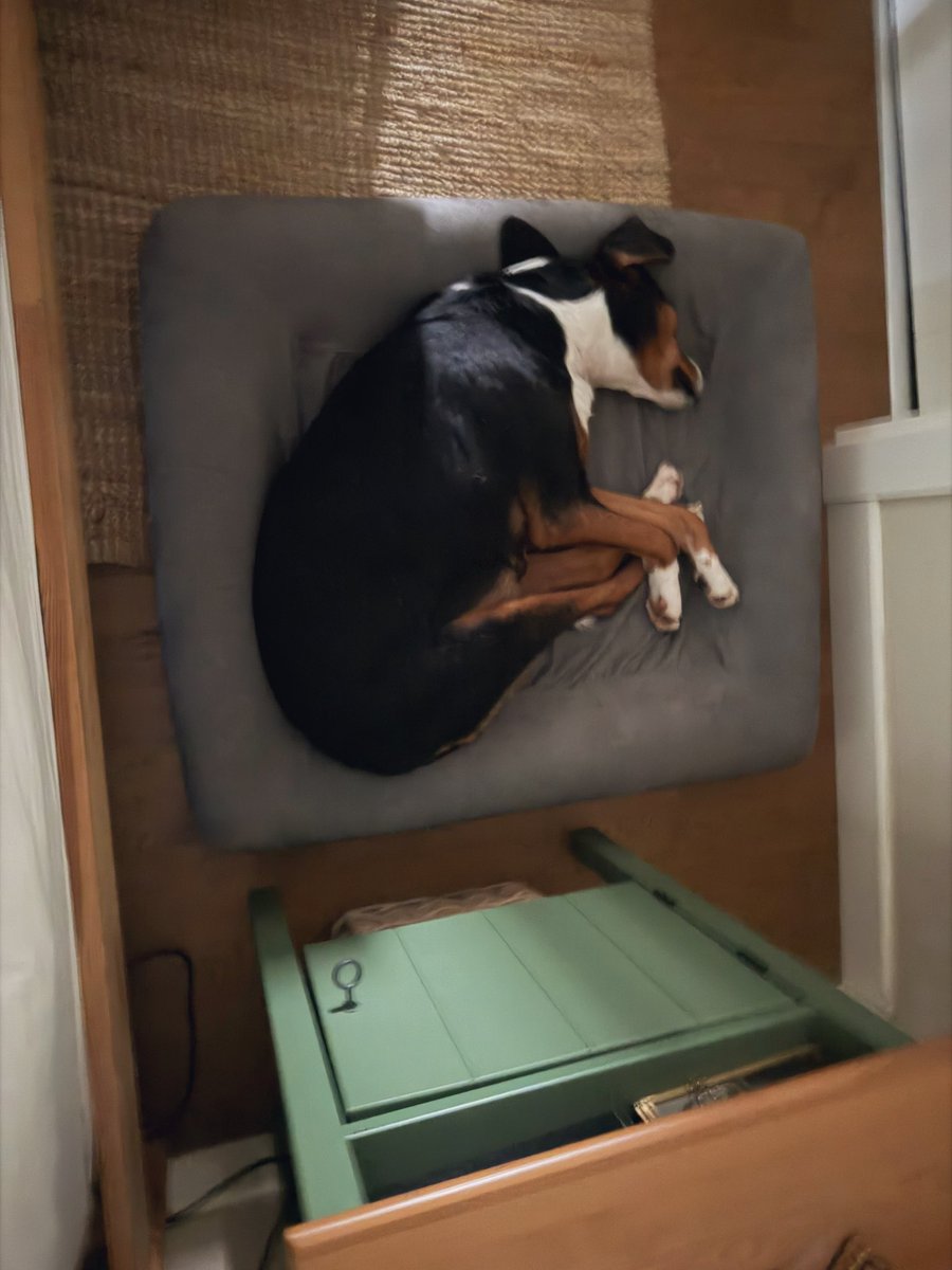 Vino ilk gecesinde  yanımıza koyduğumuz kendi yatağında sesi bile çıkmadan uyudu. Saat 08.30 itibariyle hareketlenen ev halkına şöyle bi bakıp uyumaya devam etti 😌