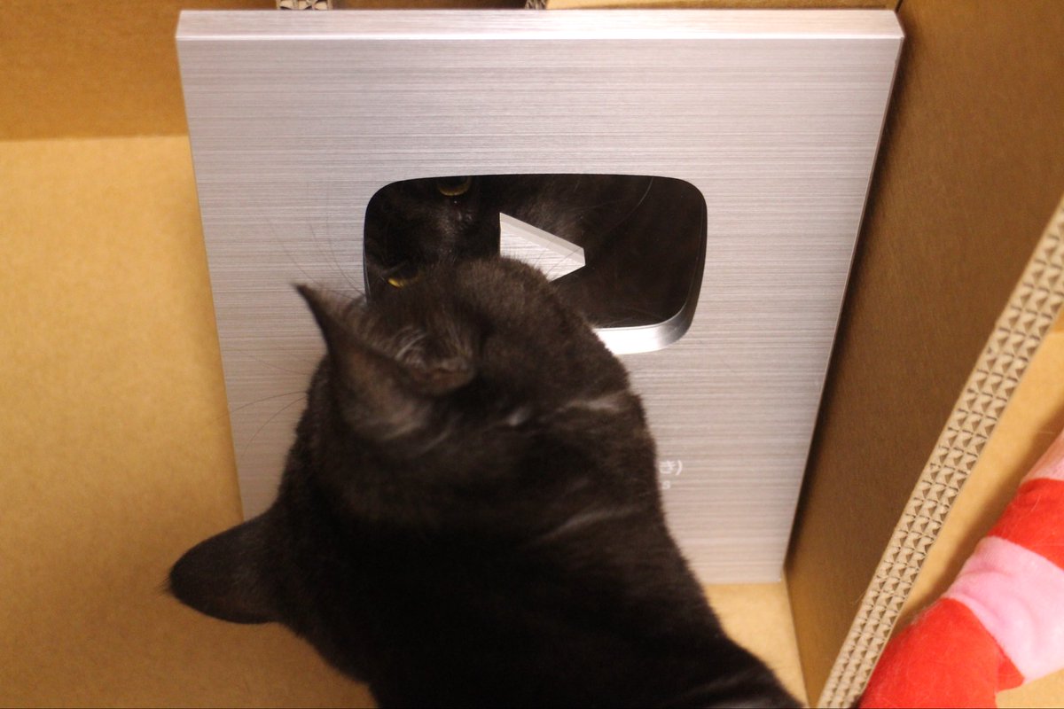 aomineco（黒猫あおみね＆さつき） (@aomine0911) / Posts / X