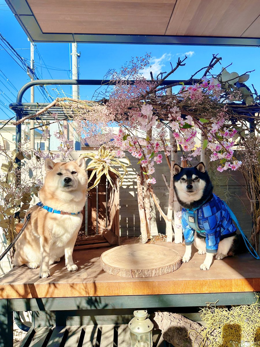 お友達とヌン活だったワン🐶🌸

 #柴犬