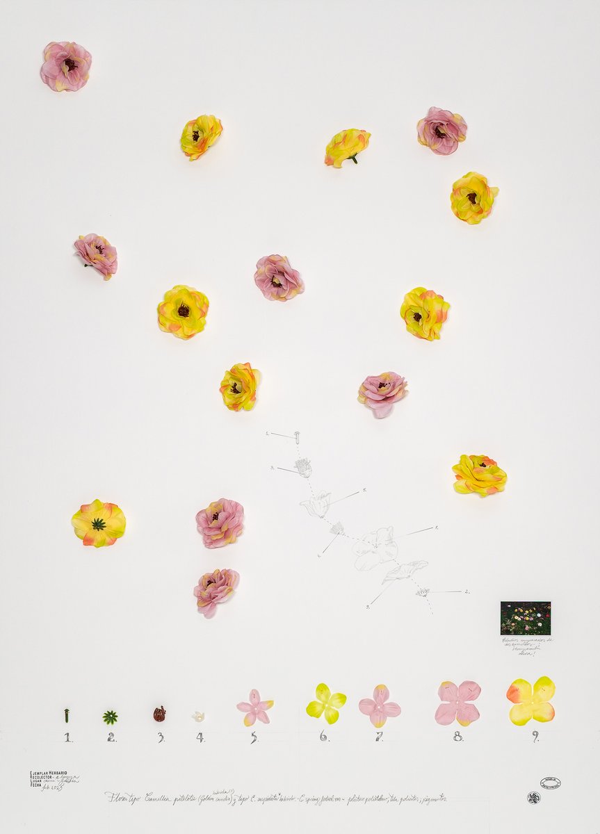 Alberto Baraya
Camelia 13 (7 y 8). Expedición Camelias. Herbario de plantas artificiales, 2025
Objetos encontrados, fotografía, dibujo a lápiz y sellos sobre cartón.
112 x 81 x 4 cm

#AlbertoBaraya