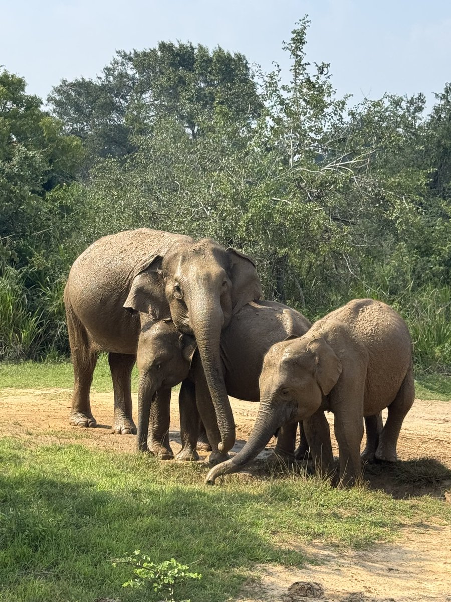 ottleyoconnor's tweet image. We spent the afternoon with the elephants not in the room! 
#backpacking #SriLanka
#teacher5aday #notice #Hurulu
