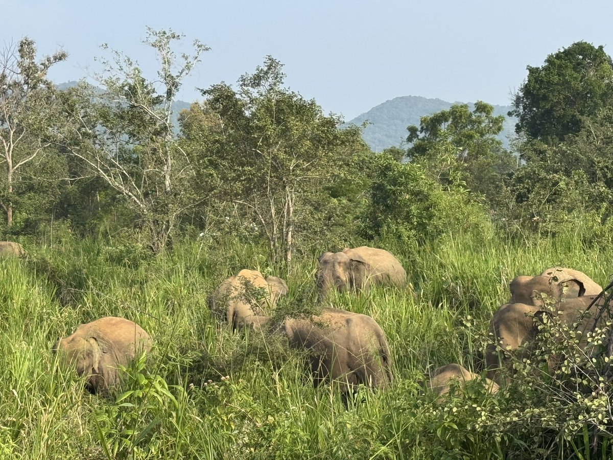 ottleyoconnor's tweet image. We spent the afternoon with the elephants not in the room! 
#backpacking #SriLanka
#teacher5aday #notice #Hurulu