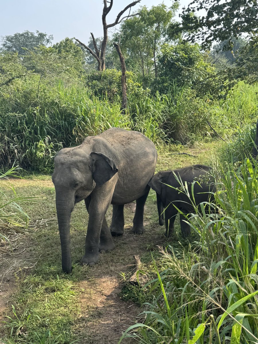 ottleyoconnor's tweet image. We spent the afternoon with the elephants not in the room! 
#backpacking #SriLanka
#teacher5aday #notice #Hurulu