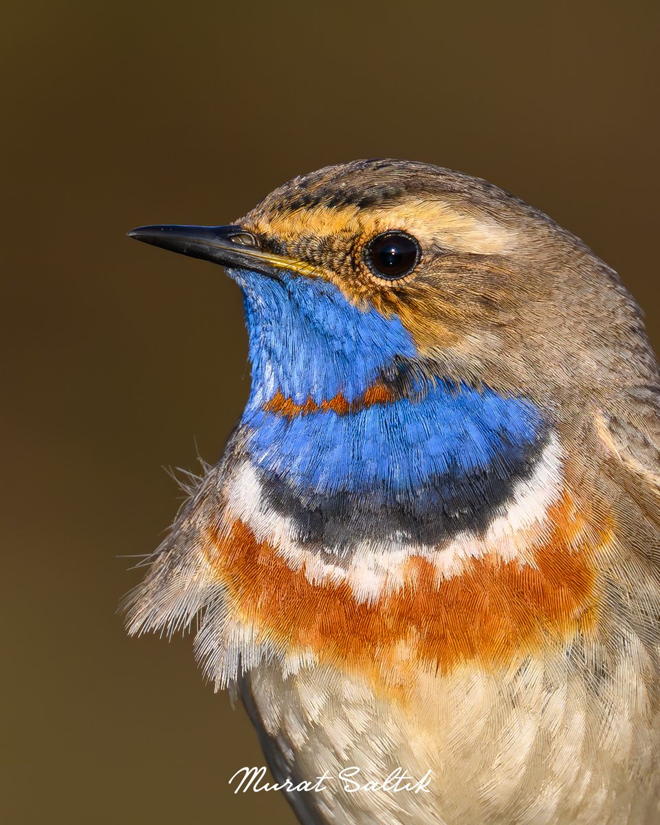 Haftaya Türkiye'de görülebilecek en özel, en renkli kuşlardan biriyle başlayalım. 

Mavigerdan
#Trabzon
