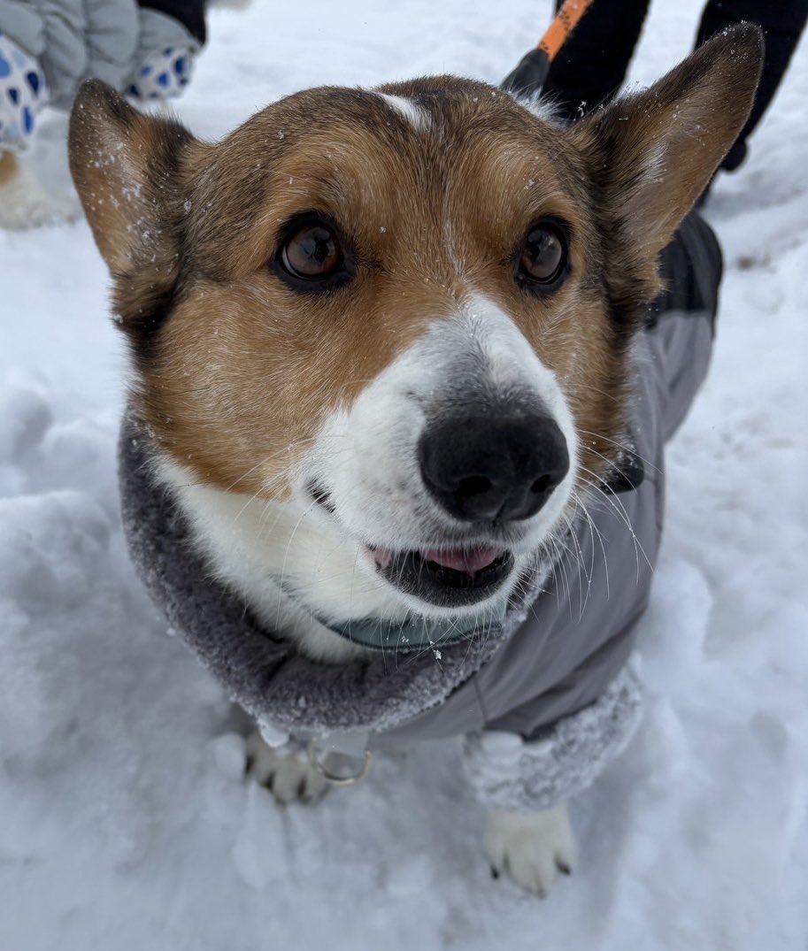 りつ corgi♡ (@0117kotarou) / Posts / X