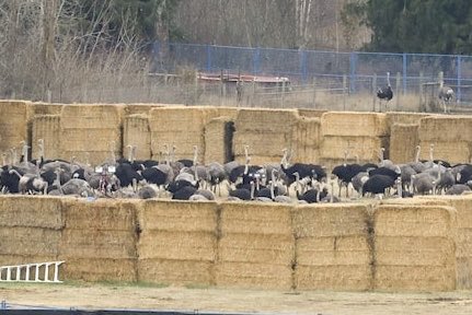 y’all know I’m Canada down