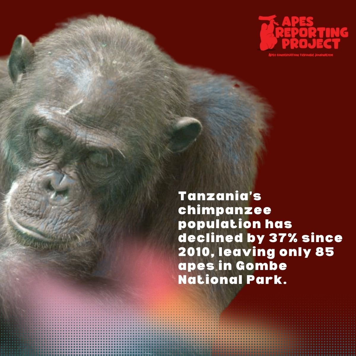 Apes Reporting Project tweet media