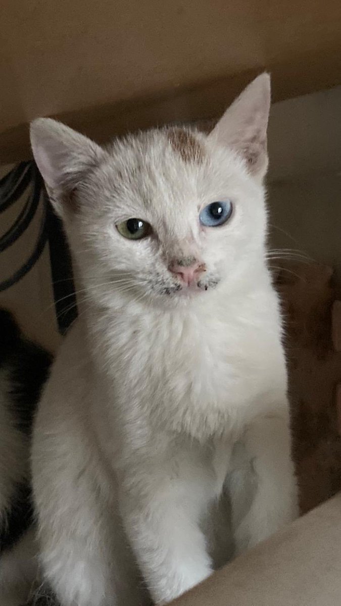 İstanbul içi yuva çıkar mı ?