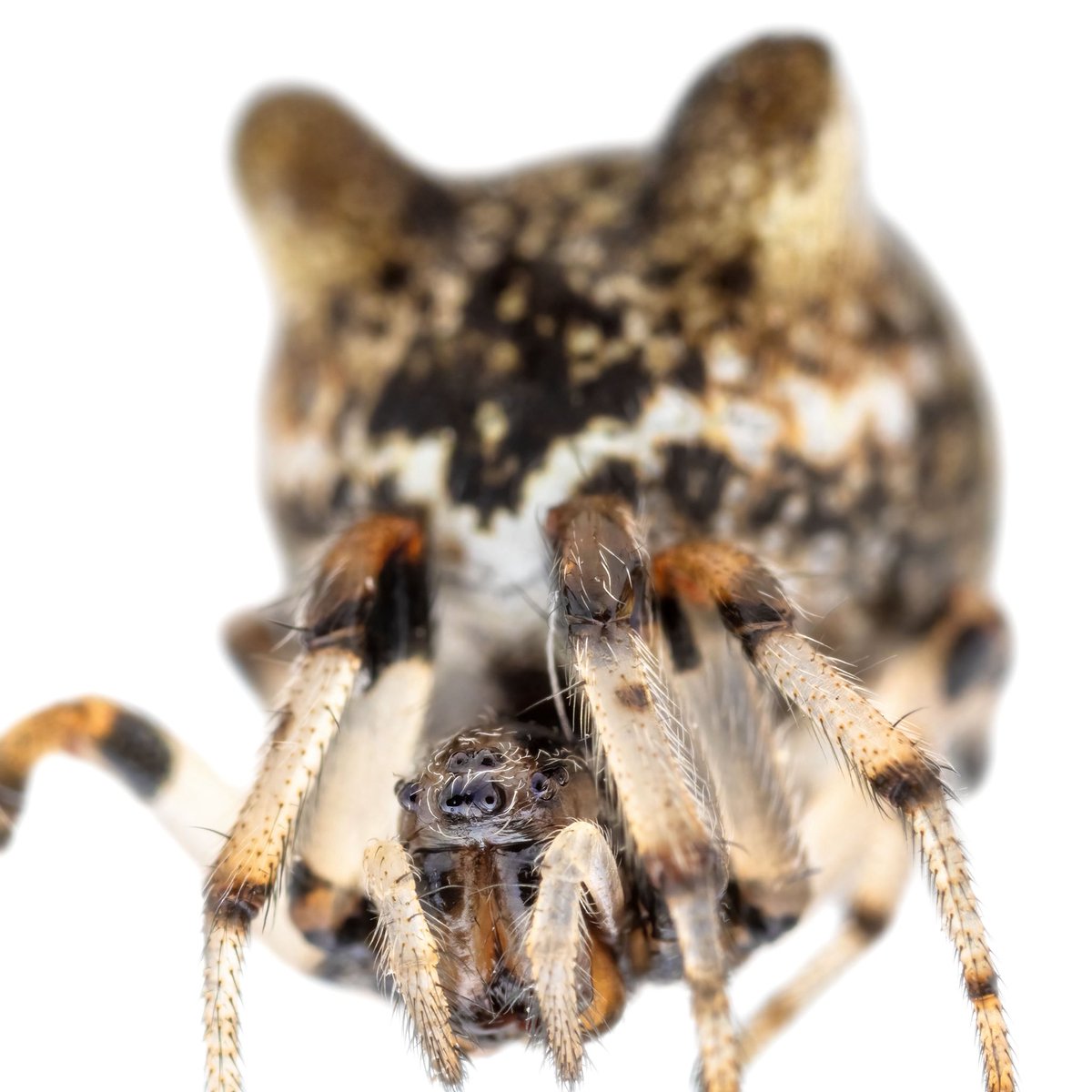 monday_spider tweet media