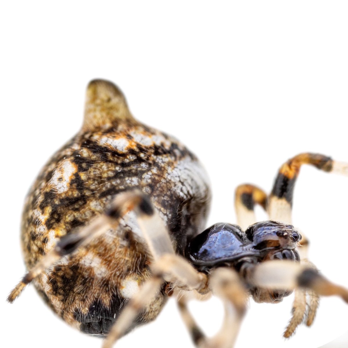 monday_spider tweet media