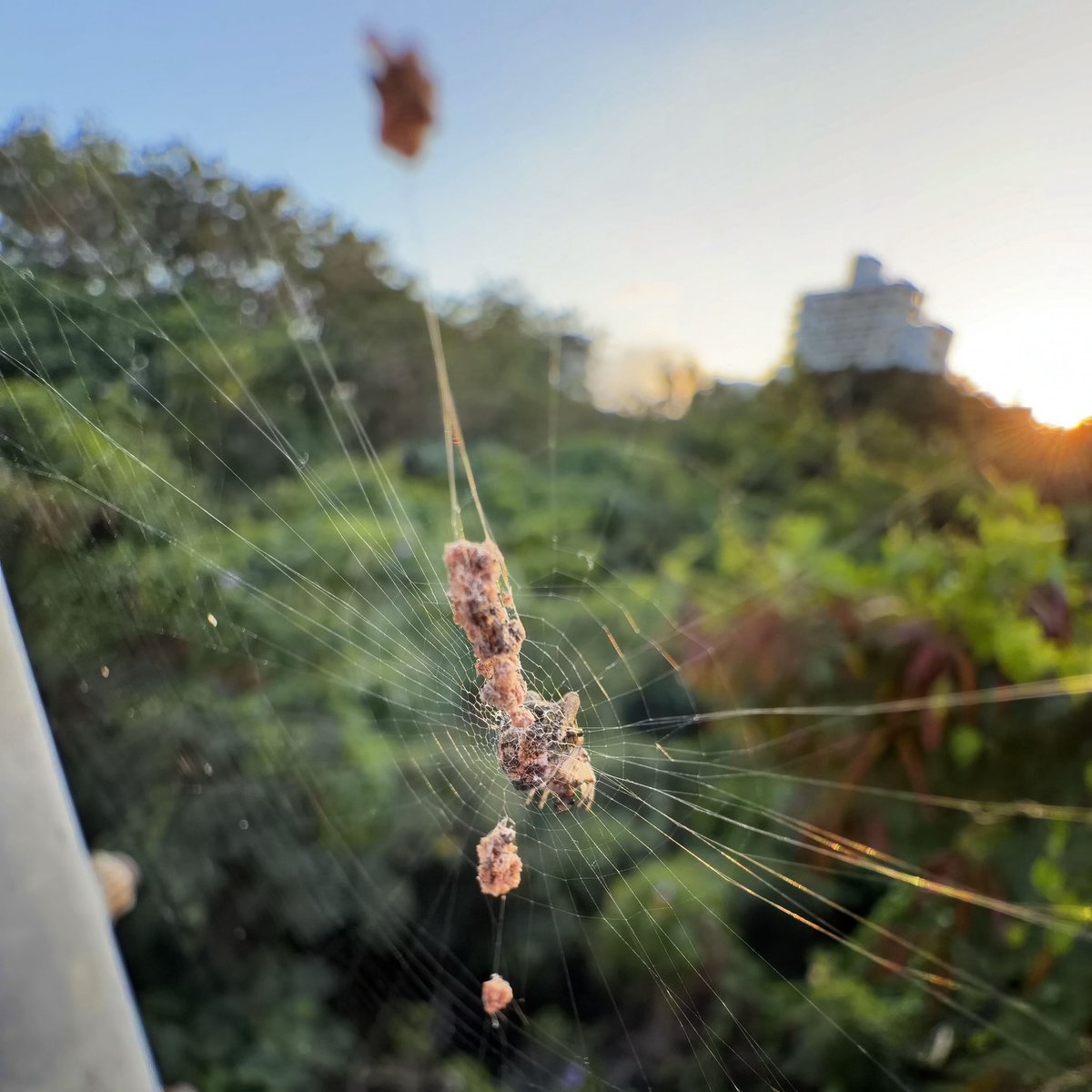 monday_spider tweet media