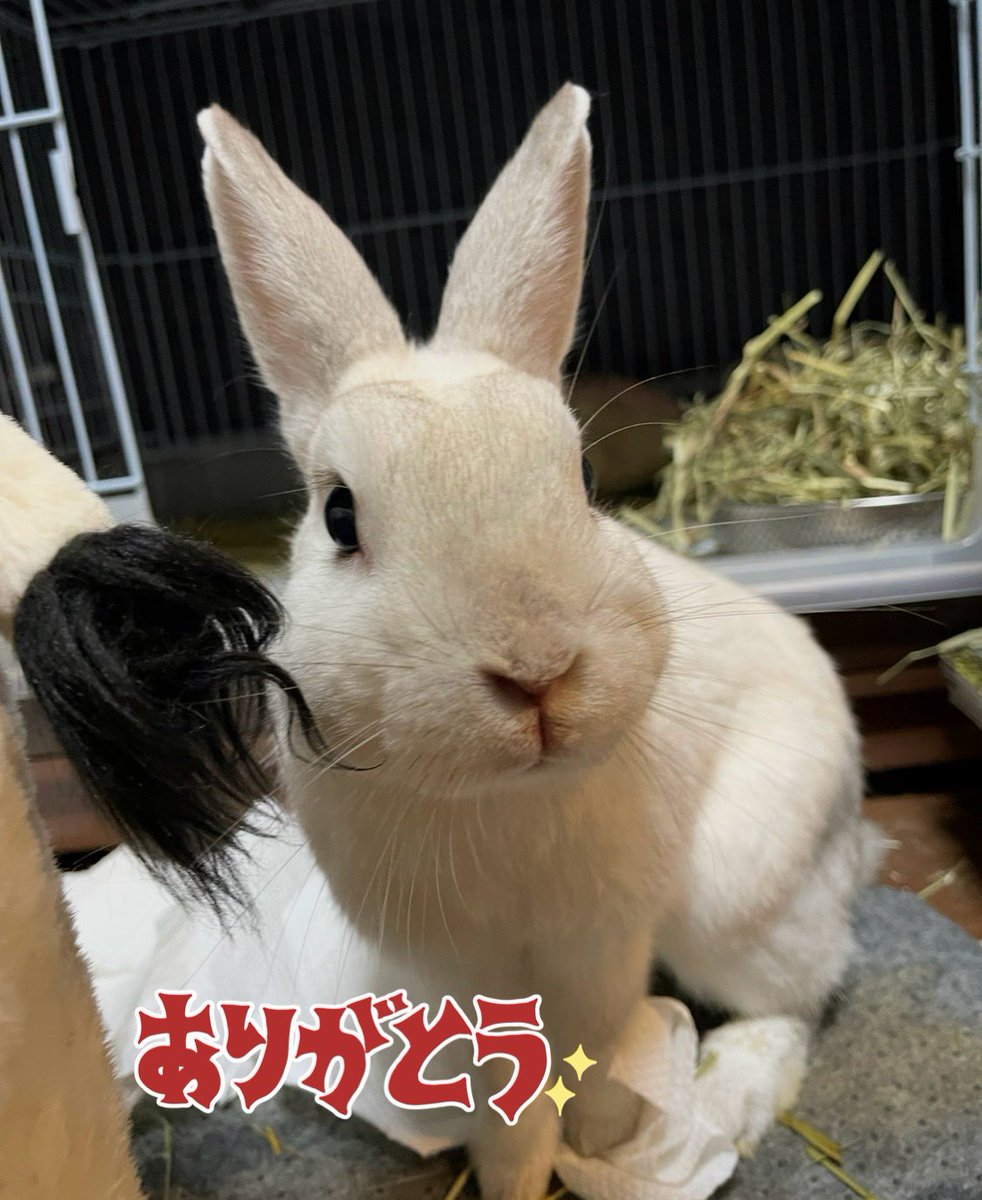 素敵便です✨ 可愛いバレンタインチョコをいただきました🍫🐰 うさぎ