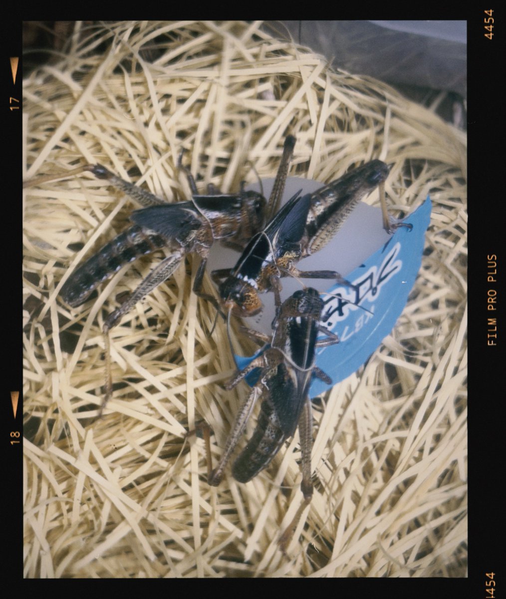 先程、プロゼリーにも群がっていました。