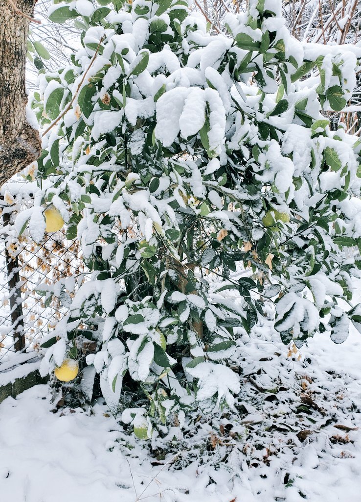今朝は外設置の給湯器が凍結したようでお湯が出ず😇
自然解凍を待って午後２時くらいにつけたら大丈夫でしたが、最近ない事態だったので焦りました💦

皆さまも転倒など気を付けて🙏
昨日の雪に耐えた巨大レモン🍋 採らなくては；