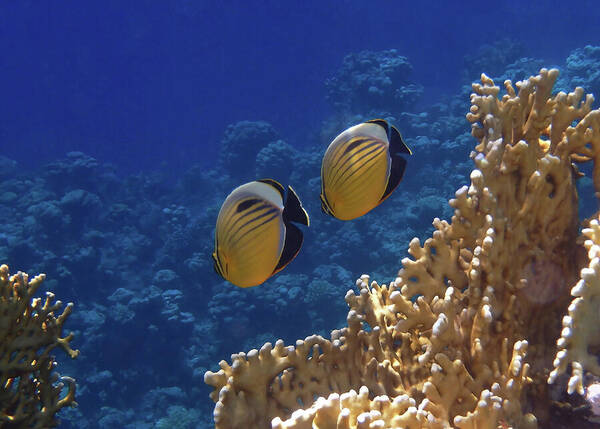 HurmerintaArt's tweet image. The Red Sea Exquisite Butterflyfish couple swims often together, just like in this photo.
#wallart #sealife #underwater #puzzles #bags #giftidea  

johanna-hurmerinta.pixels.com/featured/red-s…