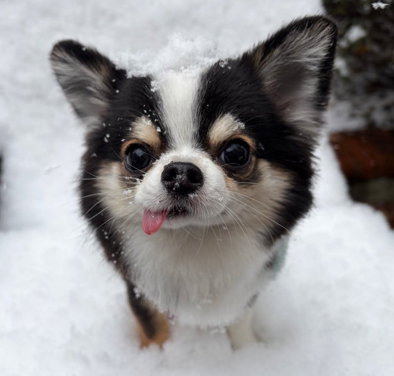 ←🐶「まだ帰りたくない🥺」
　　　　　　　　　　　　　　　→5分後