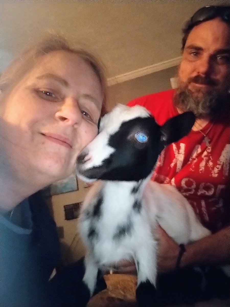 2hard2remember's tweet image. It's 1AM here and I'm up with my goats. It's been so cold. We are going out every few hours, except for 6 hours overnight, to keep their water from freezing.

Here are some things you can do if you need to keep your animals water from freezing;

Fill a sealed plastic bottle with…