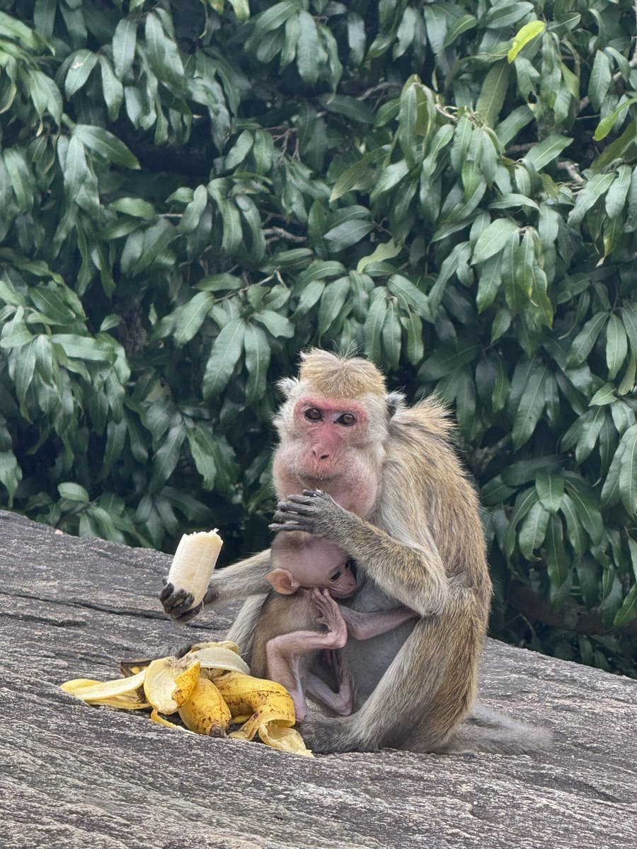 ottleyoconnor's tweet image. Happy Birthday Tony! 

An energetic morning walk up Pidurangula Peak to overlook Sigiriya (Lions Rock)
#backpacking #srilanka