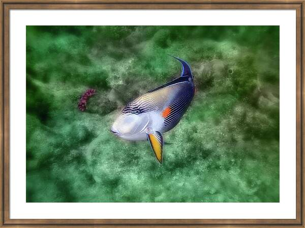 HurmerintaArt's tweet image. The Red Sea Sohal Surgeonfish.
A closeup photograph of the elegant surgeonfish in the Red Sea.
#wallart #giftidea #walldecor #puzzles #mugs #shirts
 johanna-hurmerinta.pixels.com/featured/the-r…