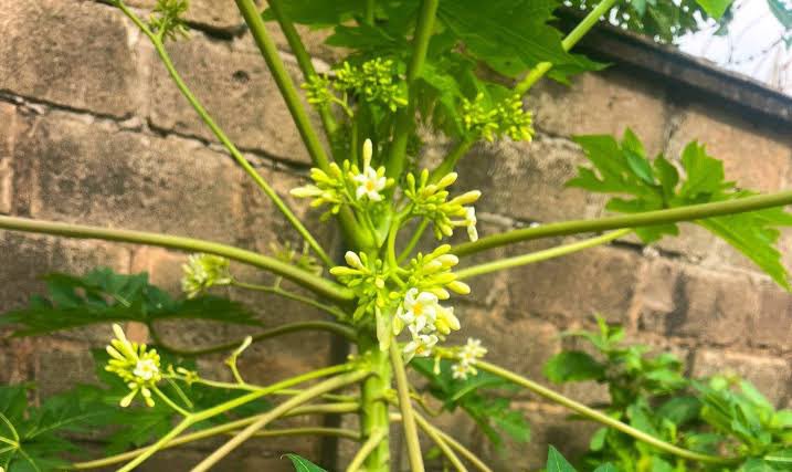 Atude to daju 

( boundage breaker small but effective!)

Get Egbo ako Ibepe 

Pound it with black soap 

Then break one native egg in it throwaway the shell 

Use the native egg to mix it 

Divide the soap into 3 on 3 different native sponge 

Retweet for usage