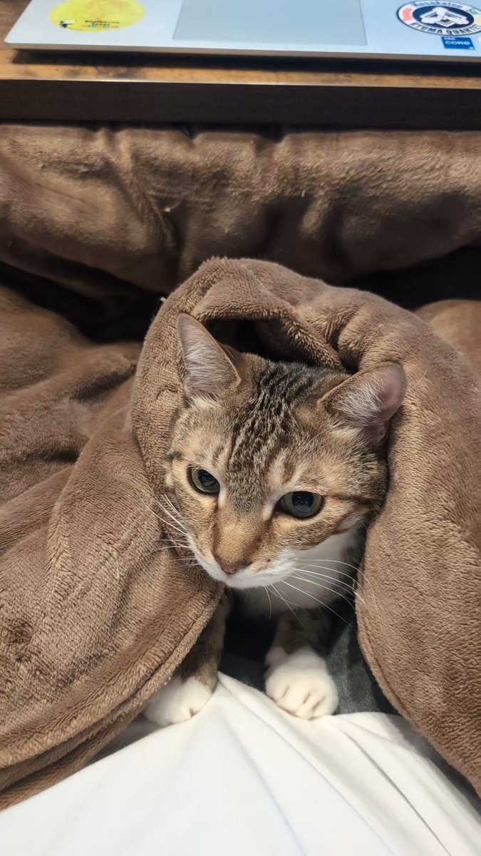 在宅仕事阻止猫おる