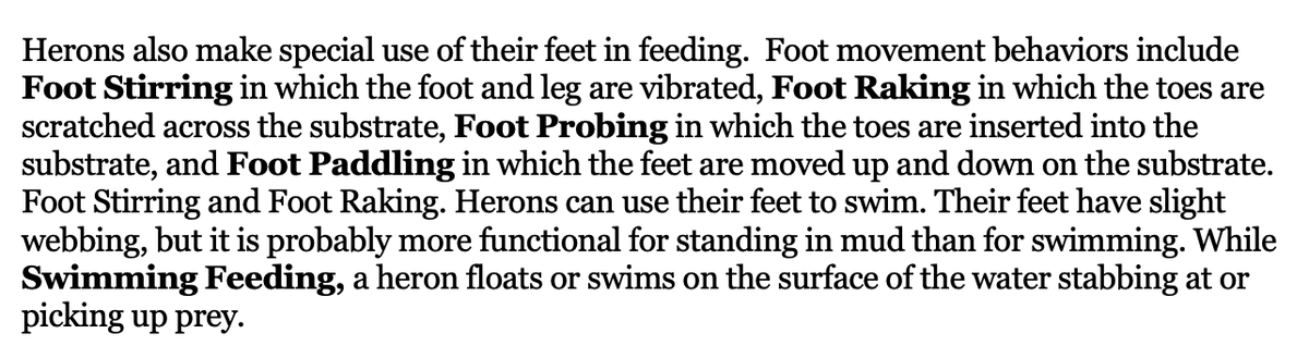 어디 아픈건가 궁금해서 찾아봤더니 진동 일으켜서 먹잇감을 움직이게 하는거래 ㅋㅅㅋ 똑똑하다 
heronconservation.org/media/resource…