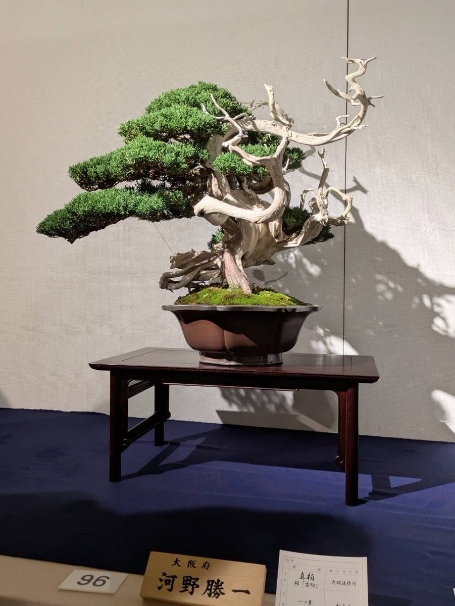 bara / BONSAI NFT ｺﾐｭﾏﾈ🎍🐧 tweet media