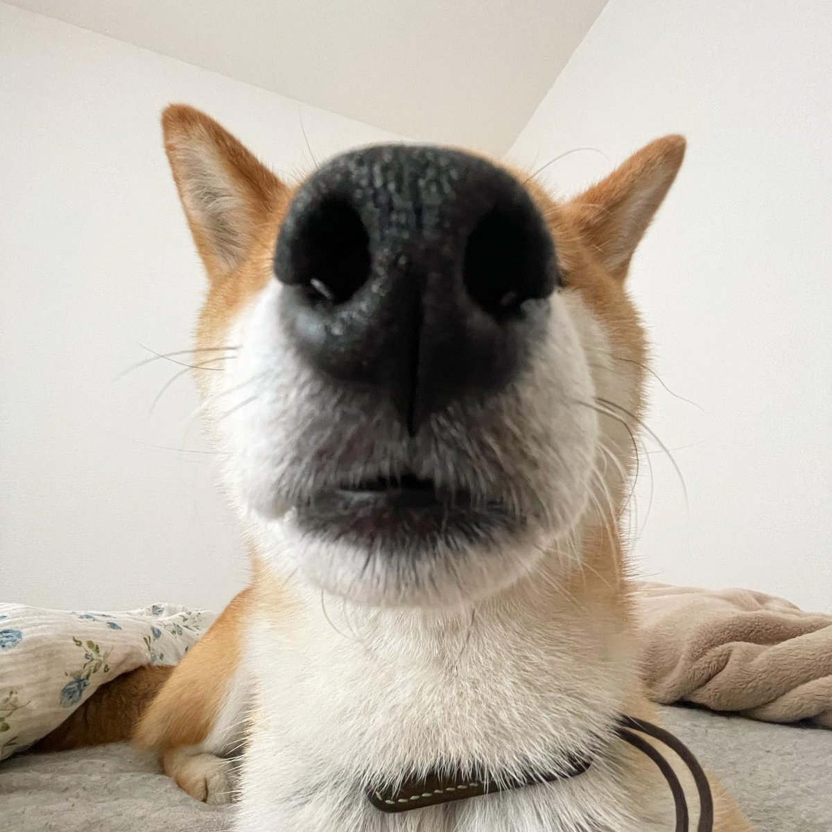 狗急VPN加速器 tweet media