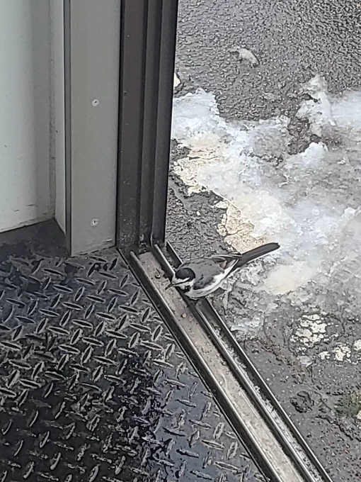 お米の精米してたら腕一本分程の距離にハクセキレイちゃんが寄ってきたぞ