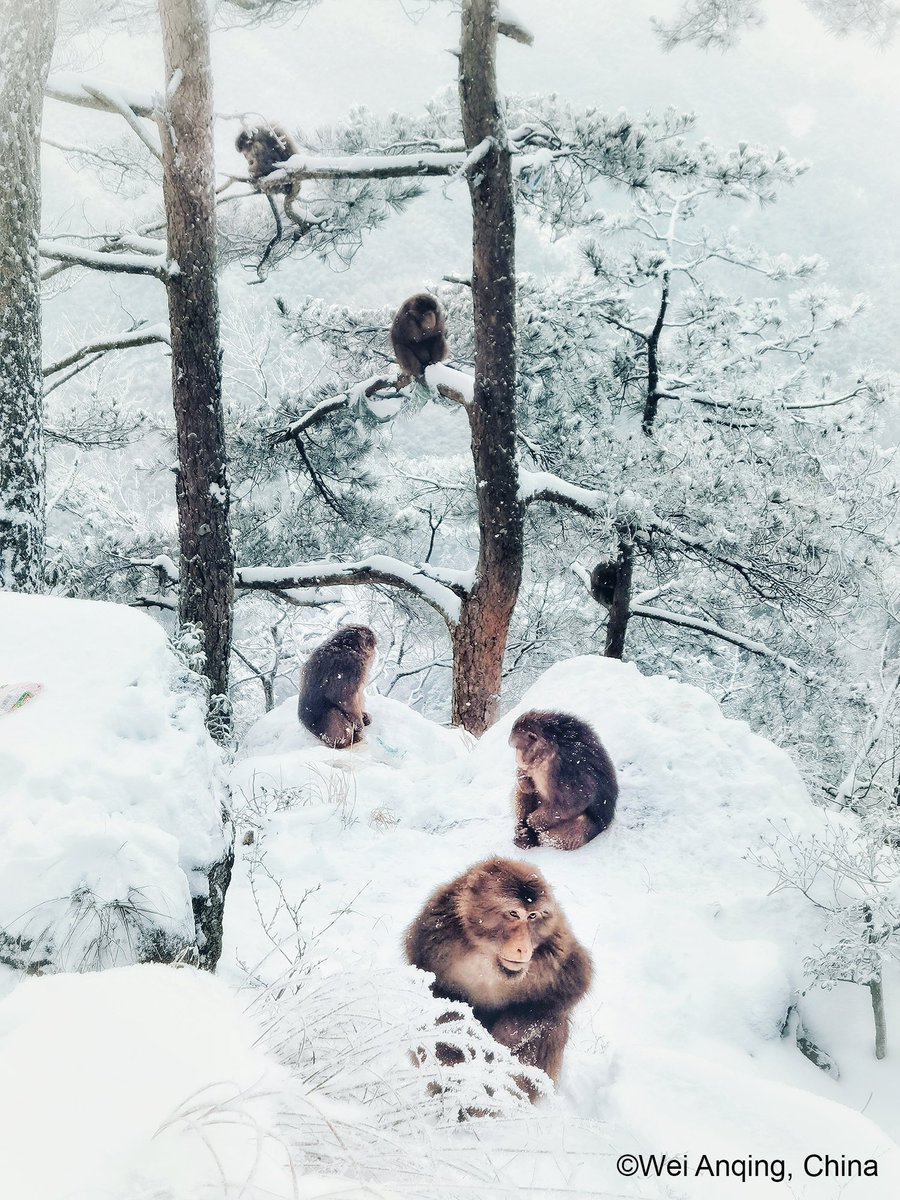 2025 Xmage Awards in focus: 

Shot on the Huawei P40 Pro by Wei Anqing 'Snow Spirits' shows macaque monkeys conserving heat in a beautiful snowscape in China's Anhui.