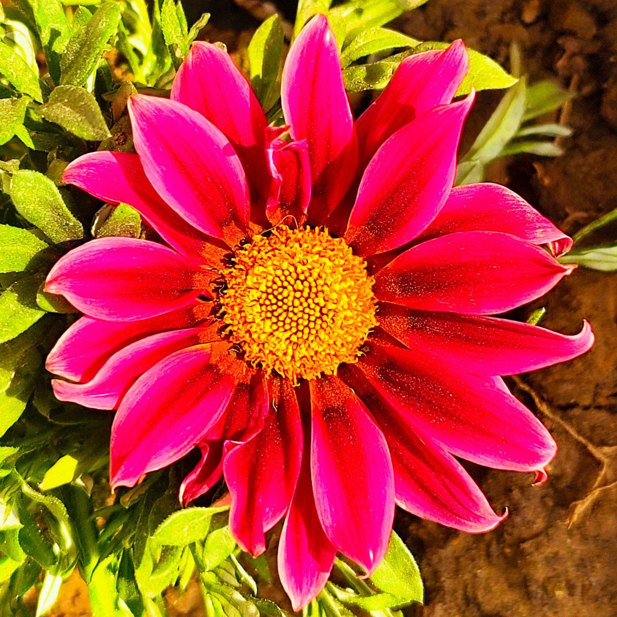 girlofherchaos's tweet photo. Meri bagiya ke phool.. 🏵️
Suraj ki roshni mein khilte rang.. orange ki garmi.. pink ki khushi.. and nature ka pure magic..
Apni hi mitti se ugti hui muskaan..
#GardenLove #DesiBagiya #NatureInBloom #Phool 🌼 https://t.co/BGZpZQIKUK
