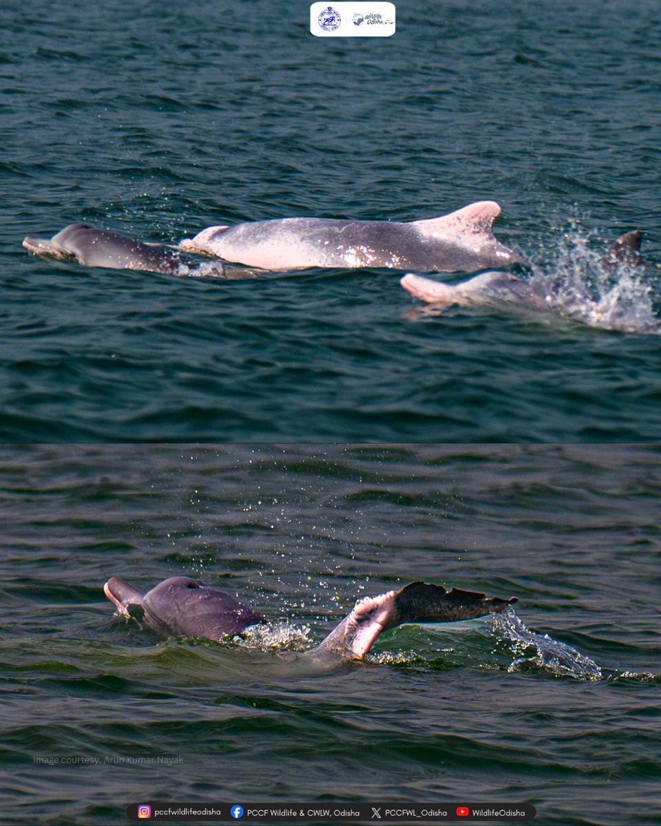 PCCFWL_Odisha's tweet photo. Meet the Indian Ocean Humpback Dolphin (Sousa plumbea) 🐬
#indianoceanhumpbackdolphin #sousaplumbea #dolphin #marinelife #marinebiodiversity https://t.co/0AKv4H7uhk