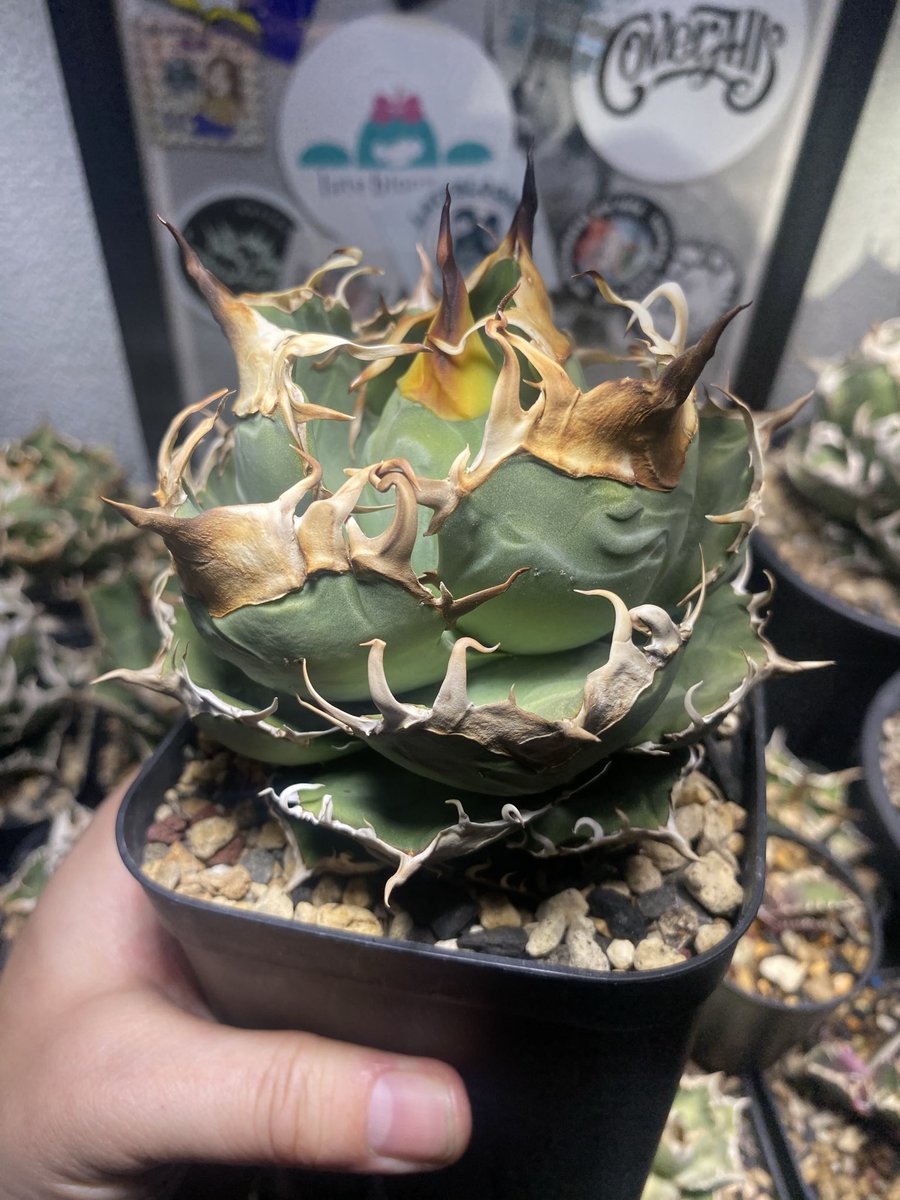 23☻ふみ☻23 tweet media