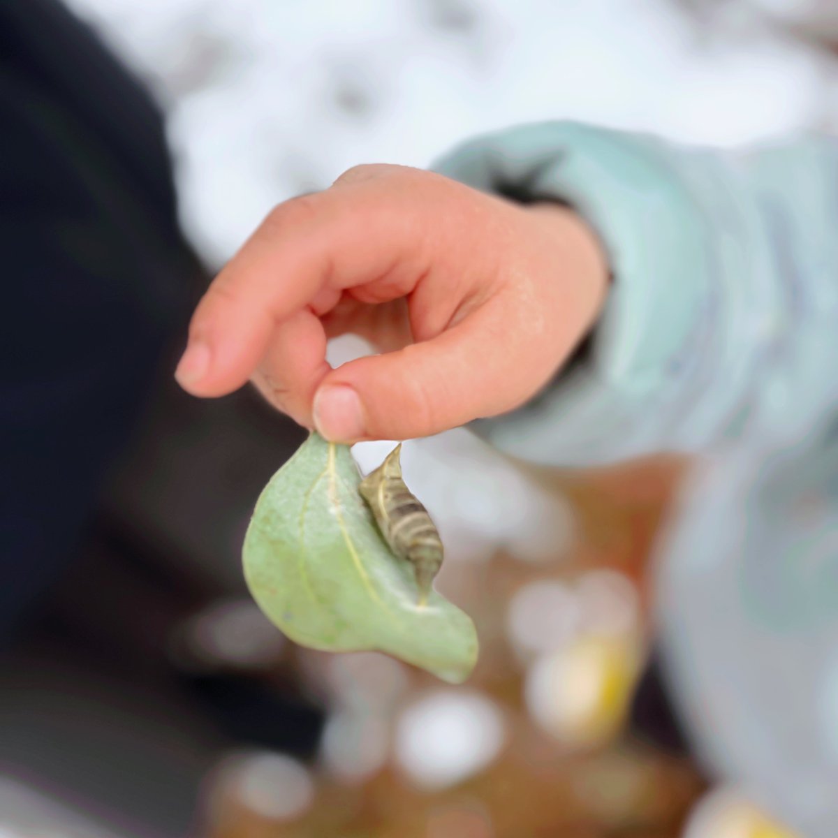 yoi_no_myozyo's tweet photo. 初オフラインPD・雪の中で「Observe & Collect」したよ〜🔍🌿❄️
・雪が積もった“いつもと違う自然”を観察
・傘をさして"snowing"ごっこをしたり
・もちろんsnowball fightも😁
つたないながら作ったワークシート冊子も、良い振り返り材料になったよ🫶✨

もともと共通して「外遊びだいすき！」なこども達だから、今回のPDでは “観察して、気づいて、言葉にする” をしたいなと密かに思っていたんだけど、
まさかのこどもたち(と恐竜ママちゃん)のガッツで、公園に行けた！

雪で大きく予定が変わったことも全部ふきとぶくらい楽しくて、気づいたらお昼前から夜ご飯ギリギリまでずっと遊んでた。
対面PDだからこ��生まれる瞬間もいっぱいあって、経験としてとても豊かだったな✨

もちろん日本語も混ざるし、完璧な英語ではないけれど、今のこどもができる最大のアウトプットがぜんぶ出ていたと思う。
自分の“好き”を英語で聞いてもらえたこと、相手の“好き”も英語で知れたこと、その嬉しさが顔を見ればよく分かる。
宇宙の話を英語で聞けたの、私も本当に楽しかった…！🪐🚀

家へ帰ってきてからも、雪玉を作って投げ続けてた…⛄️笑
親以外で英語を話すお友達の存在って、本当に大きい。
恐竜ママちゃん(@tomy_mama_)、誘ってくれて本当にありがとう〜☺️