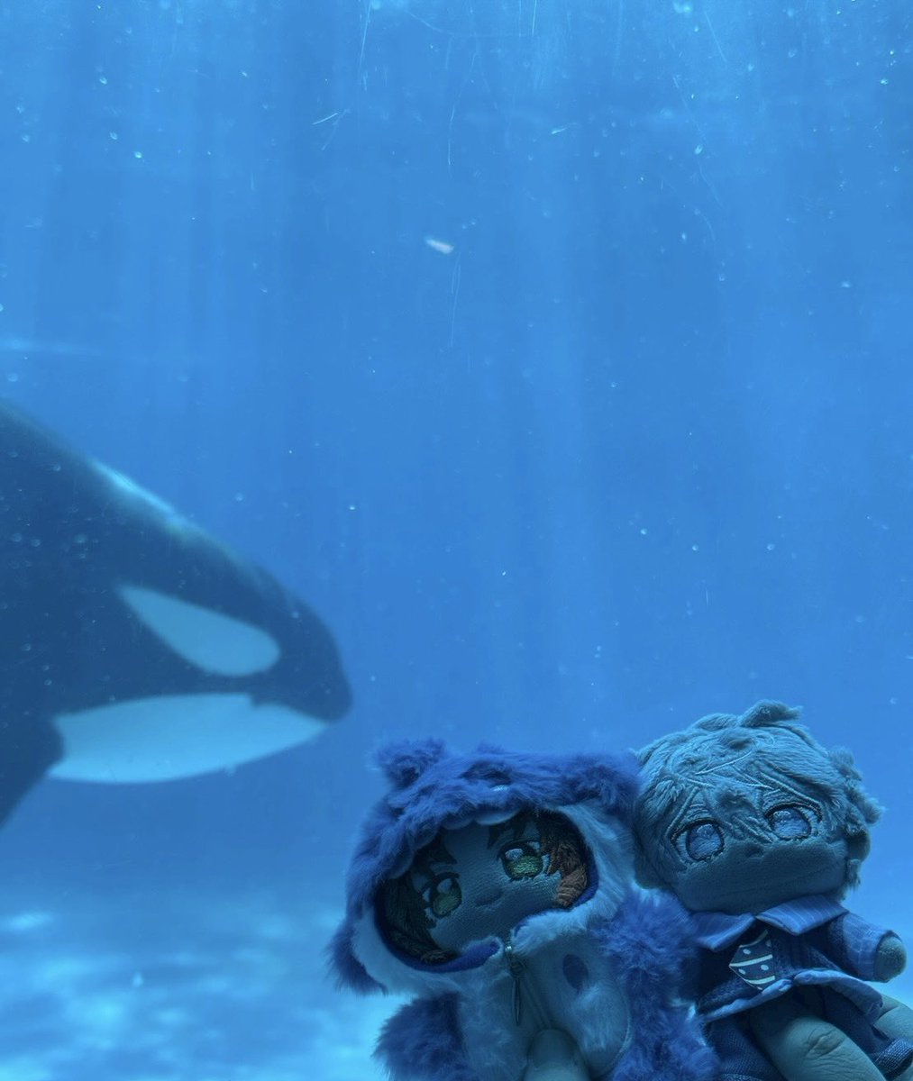 ずっと見たかったシャチ見てきた‼️
めちゃ大きくてかっこいい〜😭