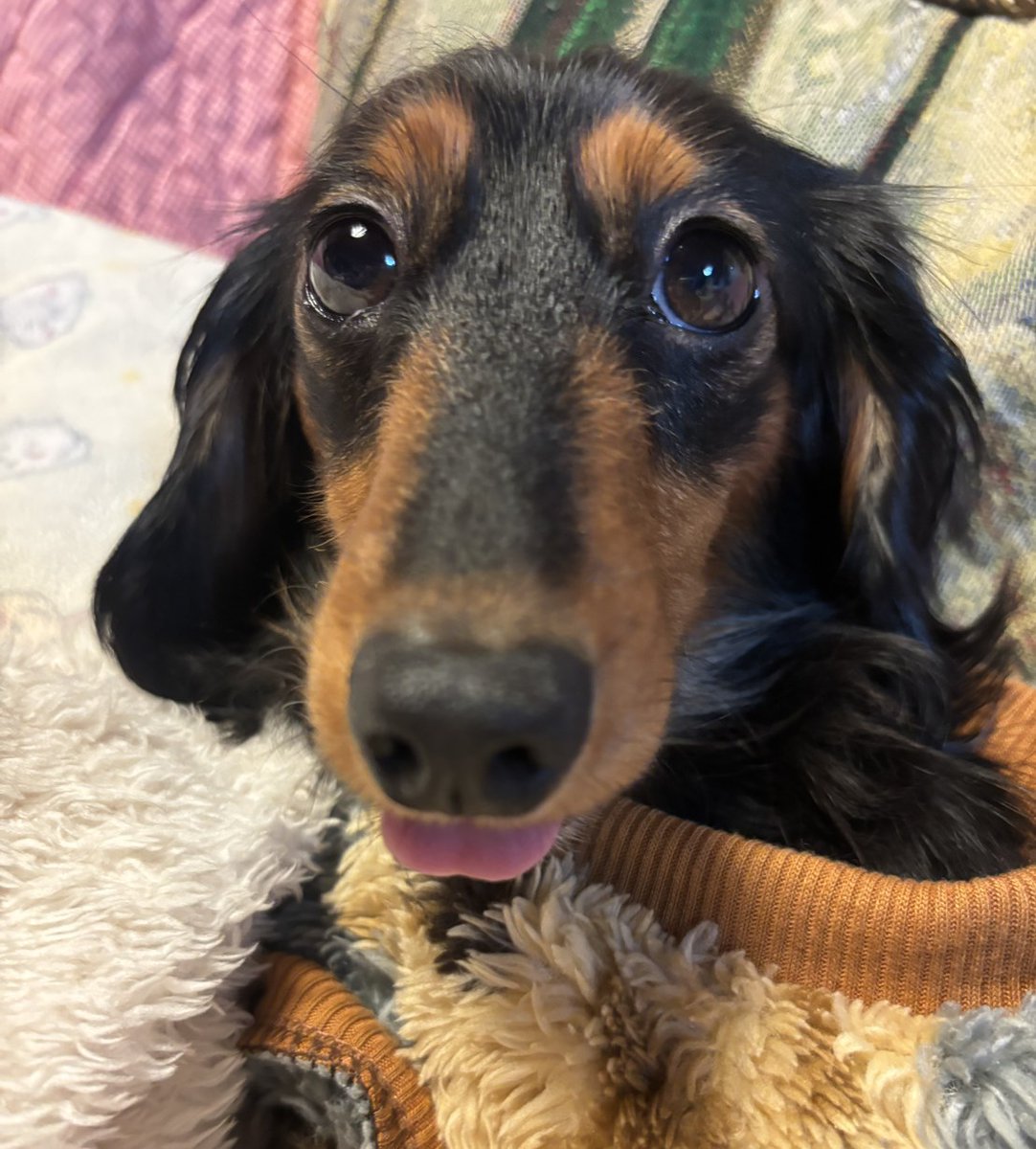 実家のココちゃん、
　相変わらず可愛い🐶