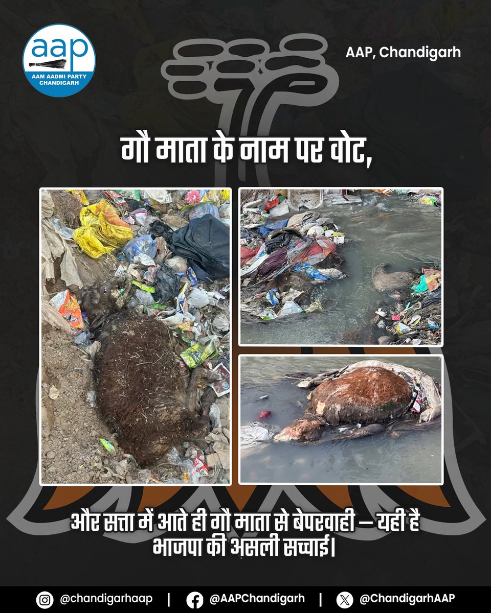 ChandigarhAAP's tweet image. गौ माता नारा नहीं, ज़िम्मेदारी है।
चंडीगढ़ में जहाँ नगर निगम से प्रशासन तक BJP की सत्ता है, वहीं गौ माता भूखी, बीमार और बेसहारा हैं।

AAP पूछती है— जब सत्ता आपके पास है, तो ये बदहाली क्यों?
अब भाषण नहीं, काम चाहिए।

#GauMata #Chandigarh #BJPFail #GroundReality
