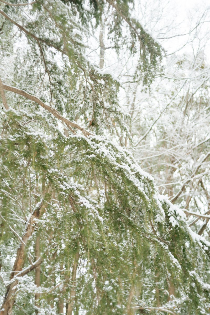 _mi_c_am_'s tweet photo. あまりにもよく晴れていて、昨日ほんとに雪積もってた？ってカメラロールを見直した。
夢じゃなかったよね。 https://t.co/uwZuPo0EUS